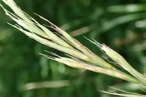 Bachblüte Nr.36: Wild Oat