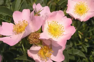 Bachblüte Nr.37: Wild Rose