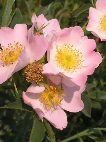 Bachblüte Nr.37: Wild Rose - Rosa canina - Hundsrose