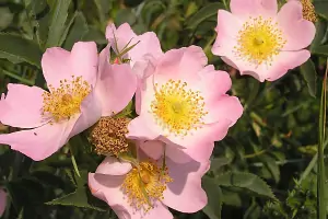 Dosierung der Bachblüten – Bachblüte Wild Rose