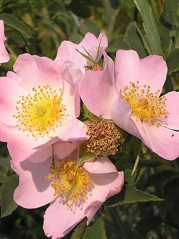 Bachblüte Nr.37: Wild Rose - Zum vergrößern klicken Bachblüte Nr.37: Wild Rose - Rosa canina - Hundsrose