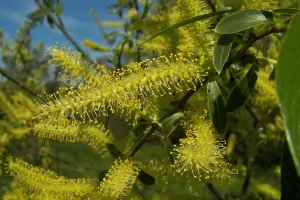 Bachblüte Nr.38: Willow