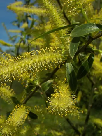 Bachblüte Nr.38: Willow - Salix alba ssp. vitellina - Gelbe Weide/ Dotterweide