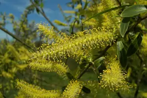 Bachblüte Nr.38: Willow
