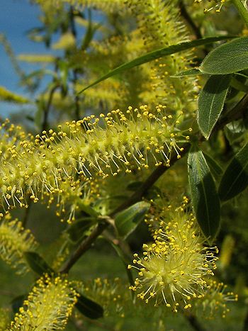 Bachblüte Nr.38: Willow - Zum vergrößern klicken Bachblüte Nr.38: Willow - Salix alba ssp. vitellina - Gelbe Weide/ Dotterweide