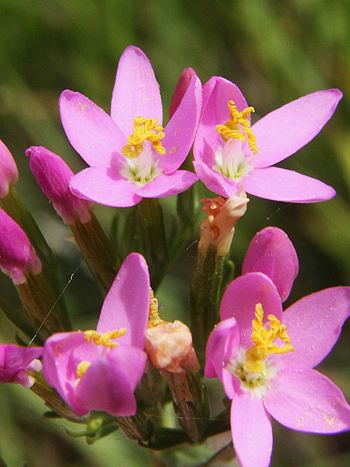 Bachblüte Nr.4: Centaury - Zum vergrößern klicken Bachblüte Nr.4: Centaury - Echtes Tausendgüldenkraut