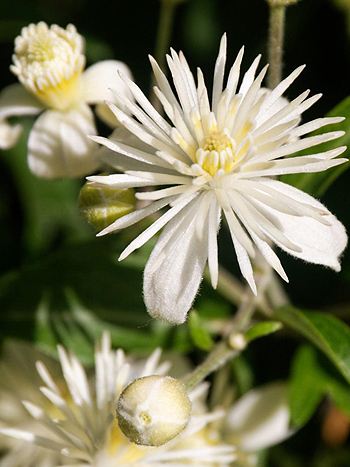 Bachblüte Nr.9: Clematis vitalba - Zum vergrößern klicken Bachblüte Nr.9: Clematis vitalba - Gemeine Waldrebe