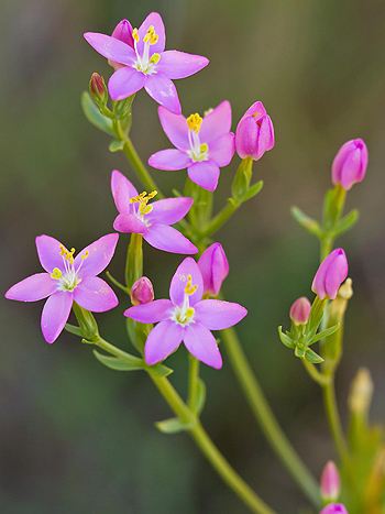 Echtes Tausendgüldenkraut - Zum vergrößern klicken Echtes Tausendgüldenkraut - Centaurium erythraea