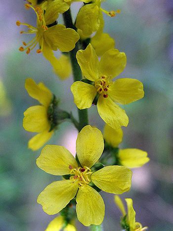 Bachblüte Nr.1: Bachblüte: Agrimony Bachblüte Nr.1: Agrimony - Agrimonia eupatoria - Kleiner Odermenning