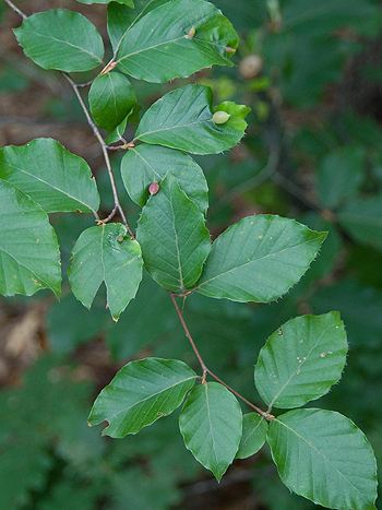 Rotbuche - Zum vergrößern klicken Rotbuche - Fagus Sylvatica L.