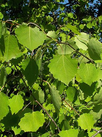 Zitterpappel - Zum vergrößern klicken Zitterpappel - Populus tremula L.