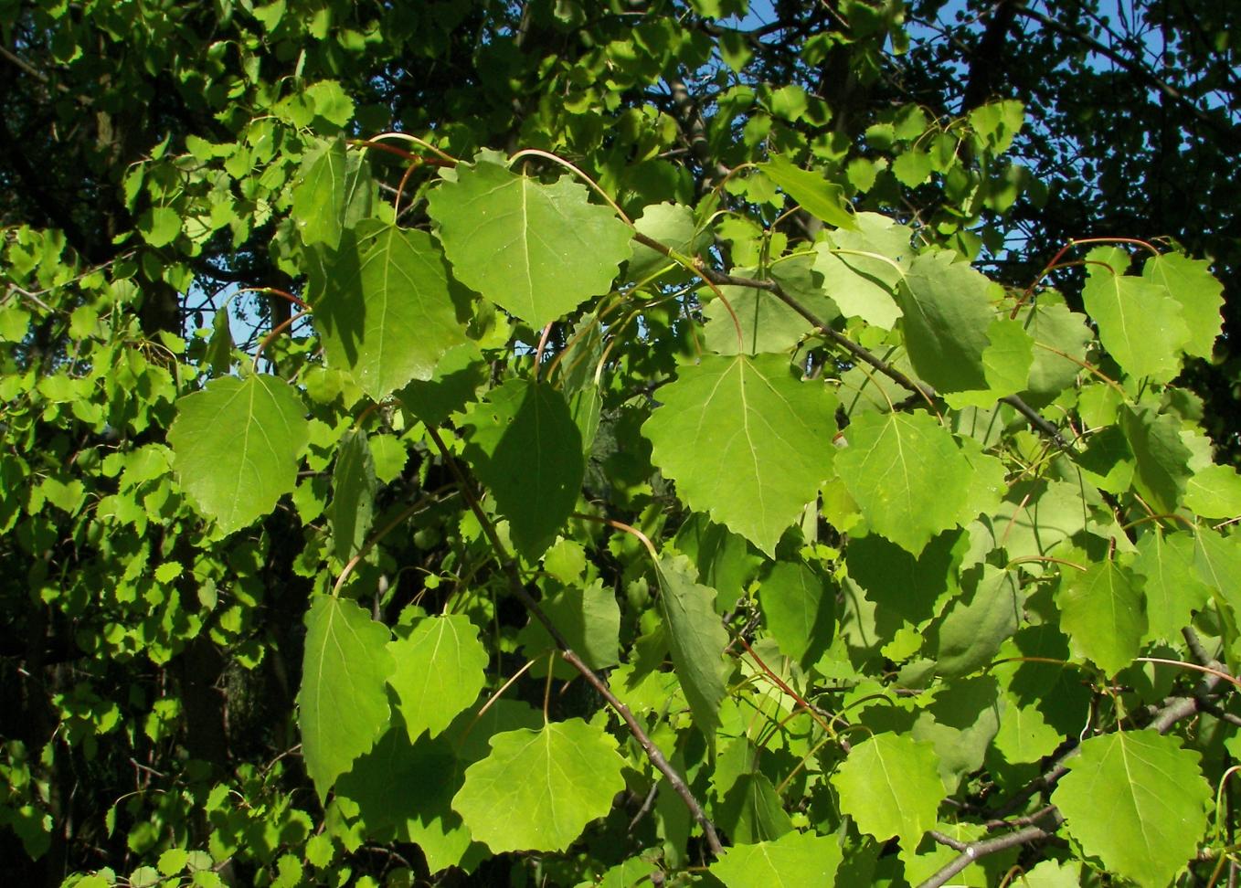 Aspen Bachblüte Nr.1 Anwendung und Wirkung