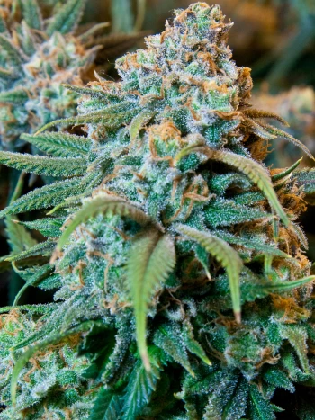 Harzreicher Blütenstand einer weiblichen Cannabispflanze mit orangefarbenen Stempeln in Nahaufnahme