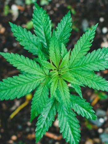 Junge Cannabispflanze mit gezackten Fiederblättern auf dunkler Erde, von oben fotografiert