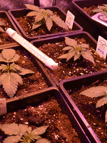 Junge Cannabispflanzen in schwarzen Pflanztöpfen mit Etiketten und einem Thermometer unter rosafarbenem Pflanzenlicht