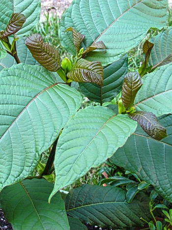 Frische Kratom-Blätter (Mitragyna speciosa) – das begehrte Pflanzenmaterial für Sammler und Forschung