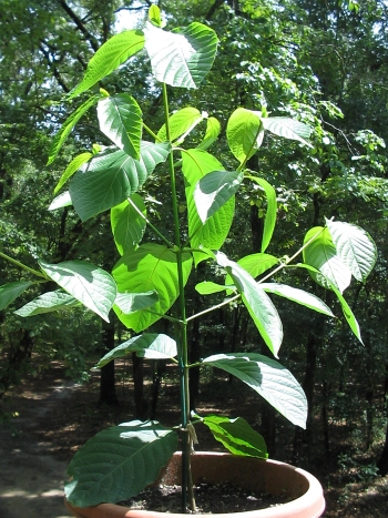 Kratom-Pflanze (Mitragyna speciosa) als junger Baum im Topf mit glänzend grünen Blättern