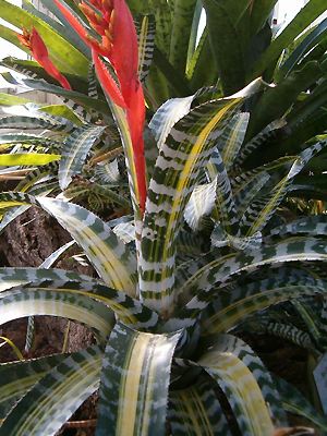 Aechmea chantii