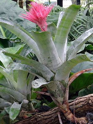 Aechmea fasciata