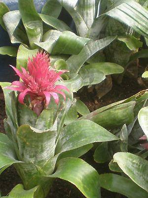 Aechmea vermehren