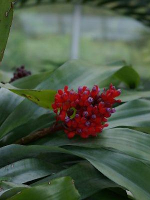 Aechmea fulgens