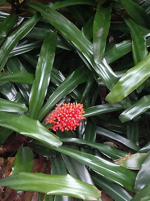 Aechmea miniata