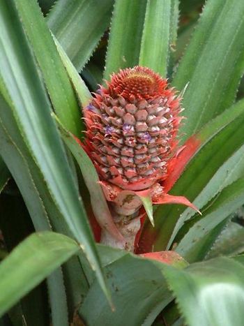 Ananas mit Blüte