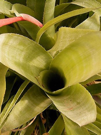 Rosette, Billbergia