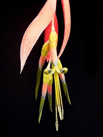 Blüte einer Billbergia nutans