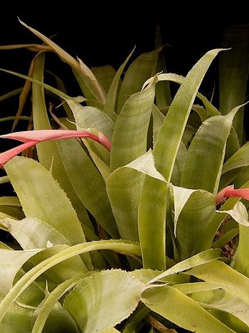 Zimmerhafer - vergrößern Billbergia nutans