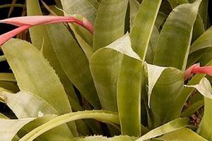 Billbergia