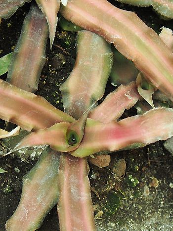 Cryptanthus acaulis