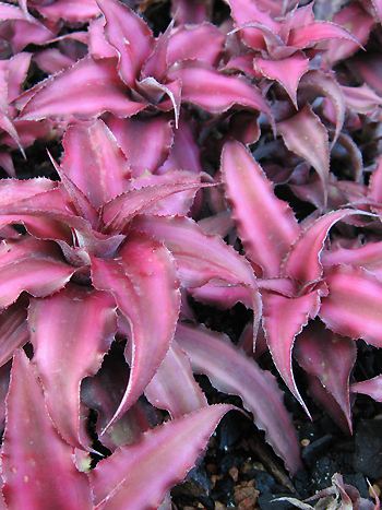 Cryptanthus bivittatus 'Roseus'