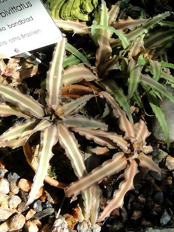 Cryptanthus bivittatus