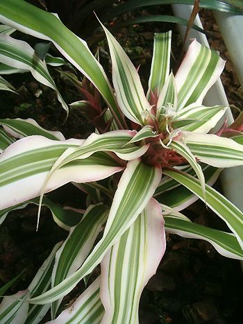 Cryptanthus bromelioides