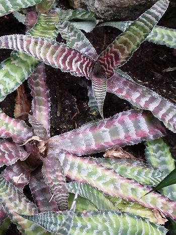 Cryptanthus fosterianus