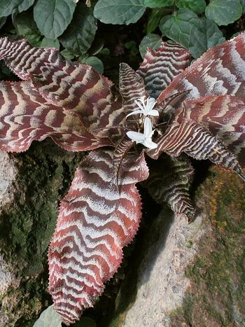 Cryptanthus fosterianus