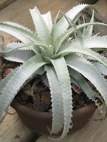 Cryptanthus zonatus