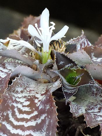 Cryptanthus zonatus