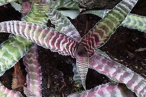 Cryptanthus