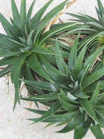 Dyckia brevifolia