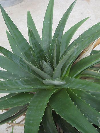 Dyckia brevifolia