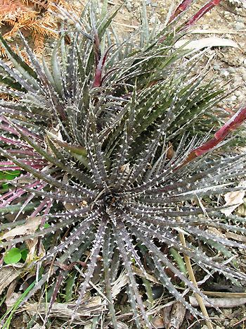 Dyckia fosteriana