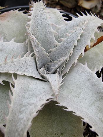 Dyckia marnier lapostollei