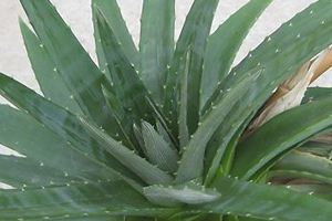 Dyckia