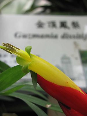 Guzmania dissitiflora