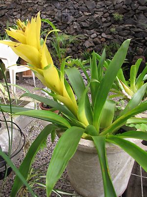 Guzmania lingulata