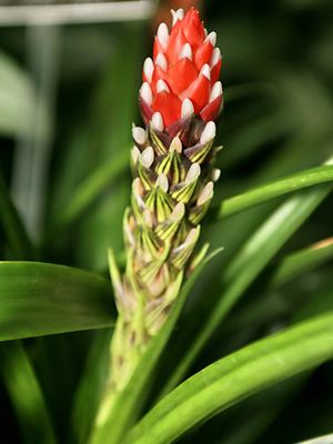 Guzmania monostachya