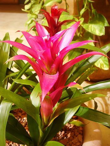 Guzmania, Kulturform