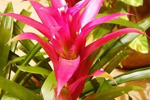 Guzmania